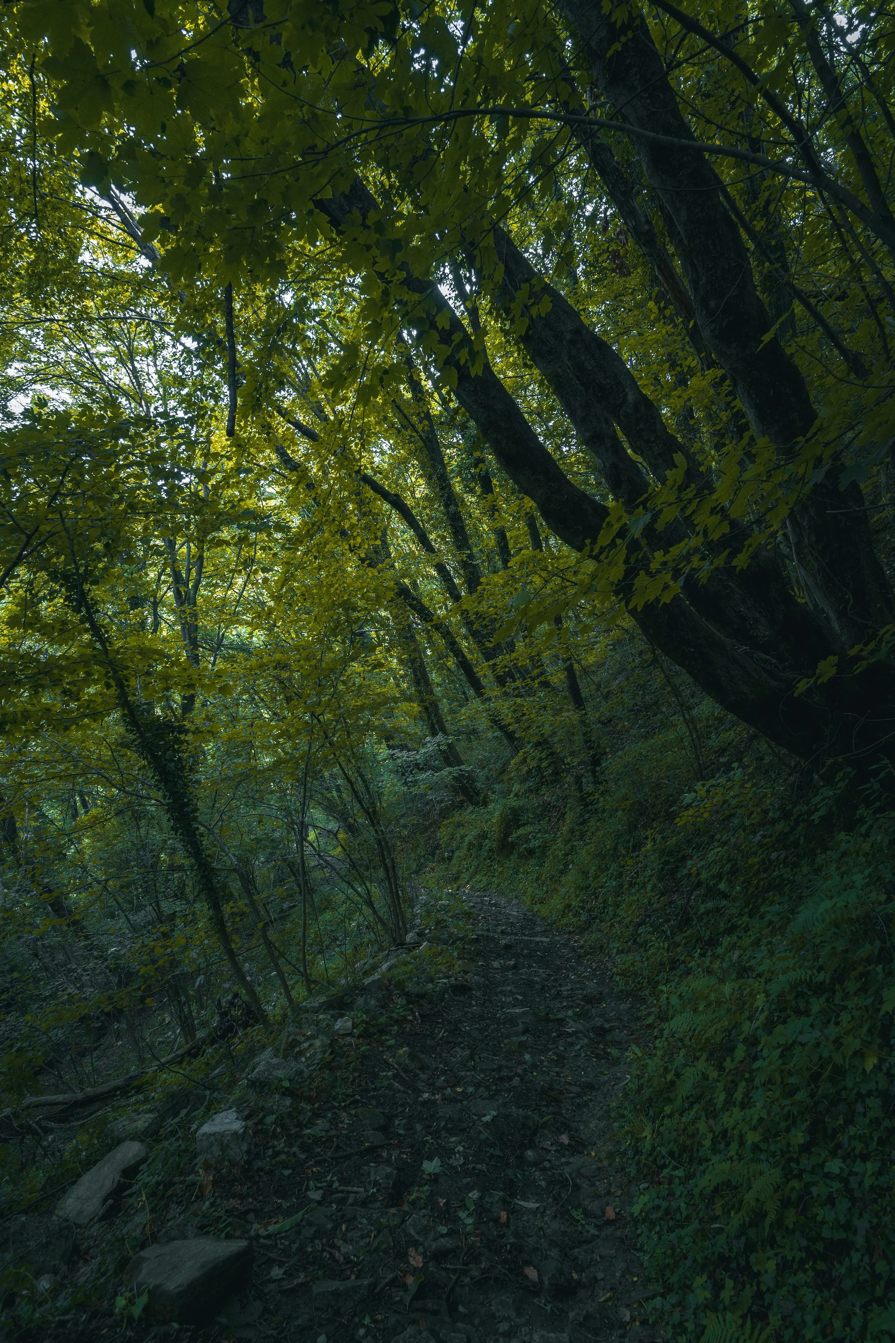 Trees For The Future Initiative